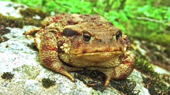 Adobe Stock Footage, Tailed Frog, Frog, Amphibian, Animal, Wildlife