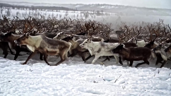 Artlist Stock Footage, Caribou, Deer, Snow, Wildlife, Winter