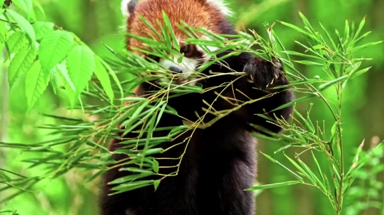 Best Free Stock Footage, Lesser Panda, Mammal, Tree, Plant, Branch
