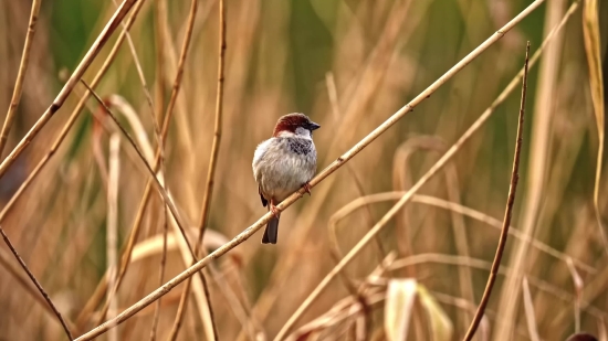 Best Stock Photography Sites, Sparrow, Bird, Wildlife, Vertebrate, Beak