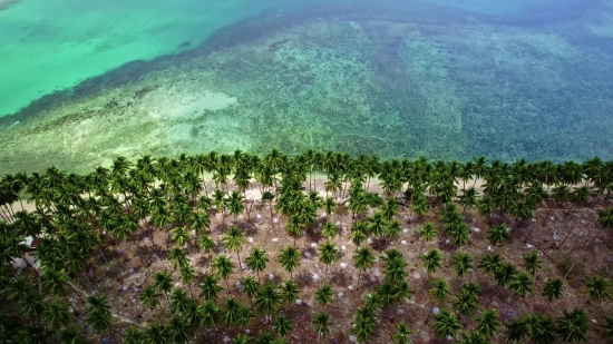 Buy Stock Video Footage, Landscape, Knoll, Vascular Plant, Sky, Plant