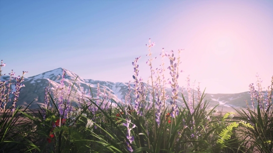 Celebrity Stock Footage, Vascular Plant, Herb, Plant, Landscape, Tree