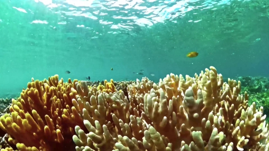 Cheap Video Stock Footage, Coral Reef, Reef, Ridge, Underwater, Coral