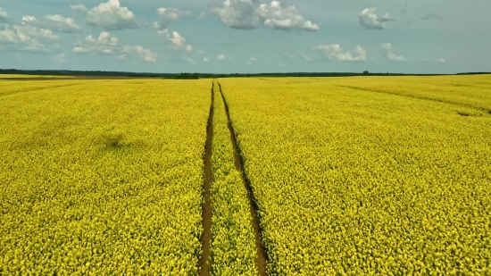 Clock Clips, Rapeseed, Oilseed, Seed, Field, Agriculture
