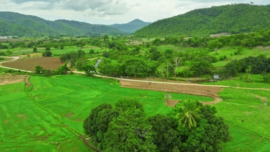 Copyright Free Video Footage Free Download, Landscape, Tree, Grass, Sky, Scenic