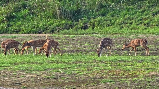 Copyright Free Videos Without Watermark, Hyena, Giraffe, Canine, Mammal, Wildlife