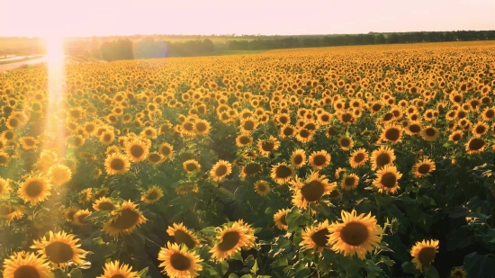 Download Free Royalty Free Videos, Sunflower, Field, Flower, Yellow, Agriculture
