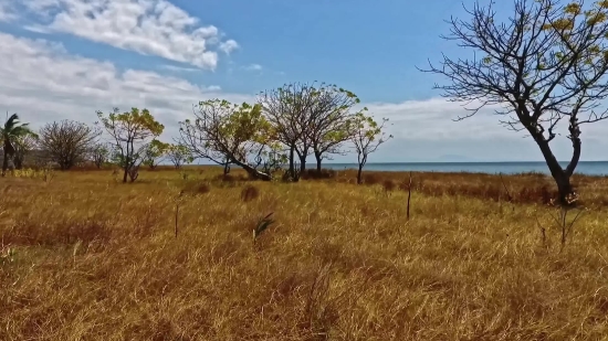 Download Short Clip From Youtube, Field, Wheat, Sky, Landscape, Tree