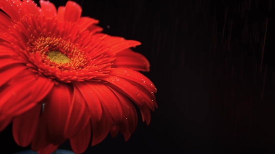 Download Youtube Short Videos, Daisy, Flower, Petal, Blossom, Plant