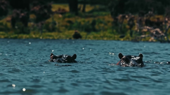 Download Youtube Videos Mac, Coot, Water, Bird, Wading Bird, Aquatic Bird