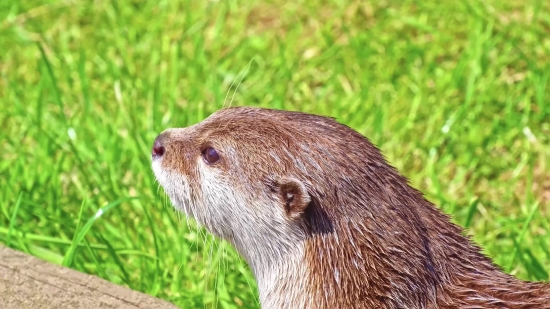 Drone Shots Free, Otter, Mammal, Wildlife, Fur, Wild