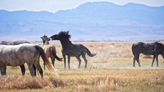 Drone Videos Free Download, Horse, Animal, Ranch, Mammal, Colt