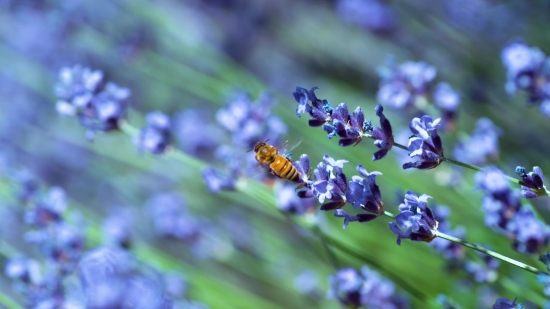 Earth From Space Stock Footage, Vascular Plant, Herb, Plant, Lavender, Flower