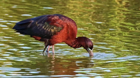 Easyworship Video Background Praise, Wading Bird, Aquatic Bird, Bird, Ibis, Wildlife