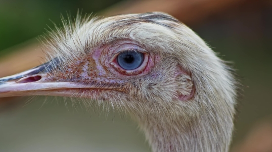 Effect Background Video Download, Vulture, Bird, Beak, Hen, Animal