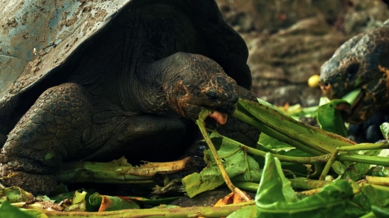Facebook Video Download Converter, Wildlife, Vegetable, Mammal, Walrus, Water