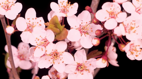 Fireplace Video Loop Download, Pink, Plant, Flower, Spring, Blossom