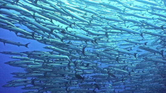 Food Stock Images, Barracuda, Spiny-finned Fish, Bony Fish, Fish, Water