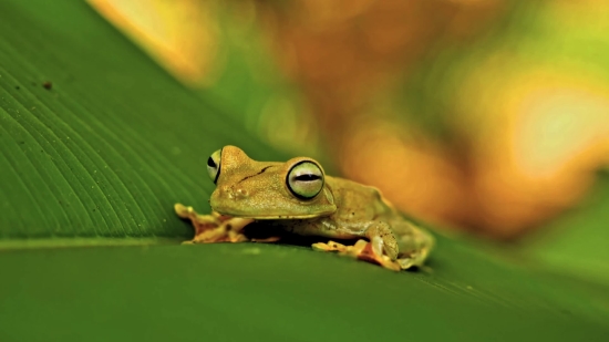 Forest Video Background Download, Tree Frog, Frog, Amphibian, Eye, Animal