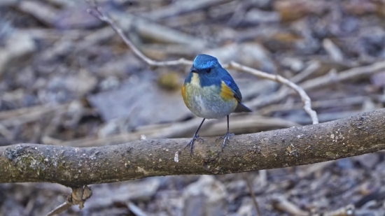 Fortnite Stock Footage, Indigo Bunting, Bunting, Bird, Finch, Wildlife