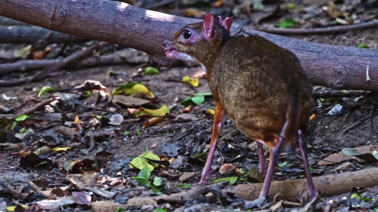 Free * * * * Videos, Rodent, Mammal, Wildlife, Wild, Rabbit
