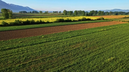 Free Archival Footage, Field Soybean, Soy, Bean, Field, Rural