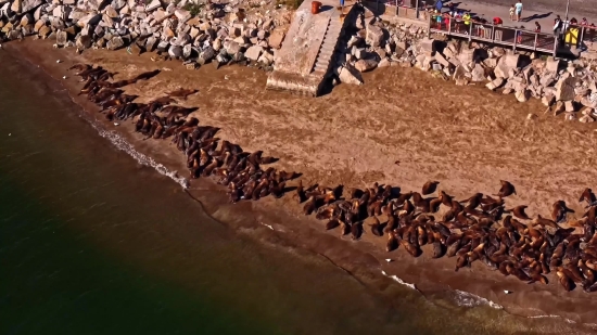 Free Background Video Download Mp4, Sand, Texture, Track, Brown, Textured