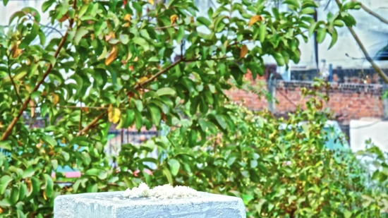 Free Basketball Videos, Woody Plant, Tree, Shrub, Plant, Vascular Plant
