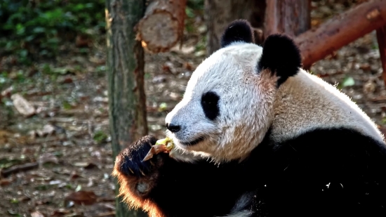 Free Cartoon Animation Video, Giant Panda, Mammal, Wildlife, Wild, Zoo