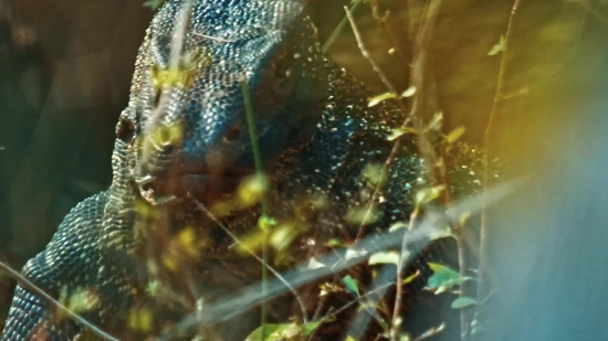 Free Copyright Cartoon Video, Spider Web, Wildlife, Bullfrog, Web, Fish