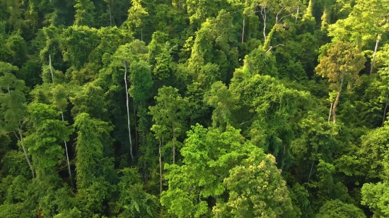 Free Copyright Cricket Videos, Tree, Forest, Plant, Landscape, Vascular Plant