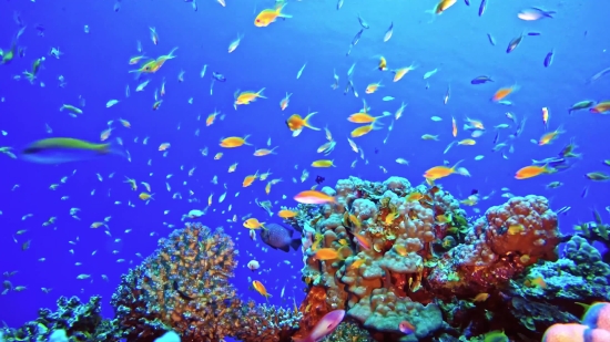 Free Copyright Funny Videos, Reef, Seawater, Sea, Underwater, Coral