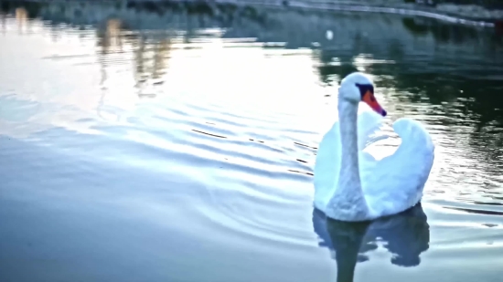 Free Copyright Islamic Video Background, Bird, Water, Reflection, Lake, Sea