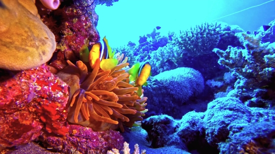 Free Copyright Long Videos, Anemone Fish, Underwater, Coral, Reef, Sea