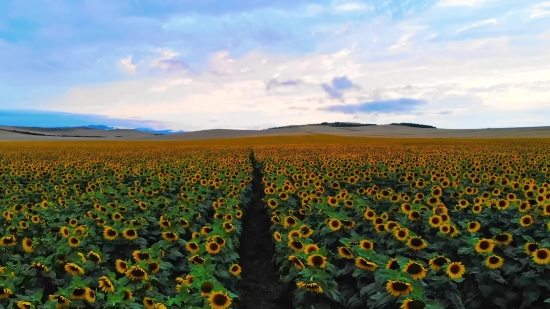 Free Digital Video Collection, Sunflower, Field, Landscape, Sky, Rural