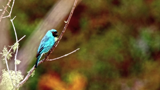 Free Dog Video, Indigo Bunting, Bunting, Finch, Bird, Beak