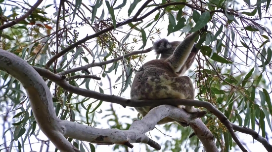 Free Fire Sky Background Video, Koala, Mammal, Tree, Primate, Lemur