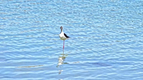 Free Fire Video Free Download, Shorebird, Wading Bird, Bird, Aquatic Bird, Wildlife