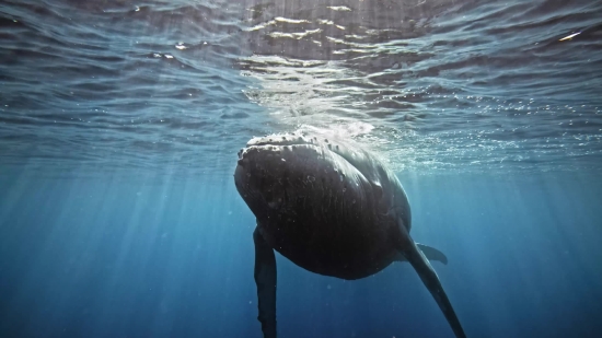 Free Green Screen Backgrounds For Imovie, Water, Sea, Baleen Whale, Ocean, Whale