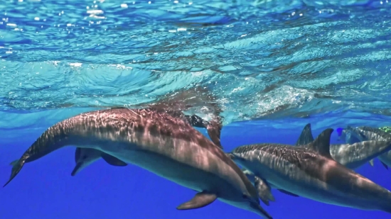 Free Green Screen Cartoon Video, Shark, Great White Shark, Sea, Ocean, Tiger Shark