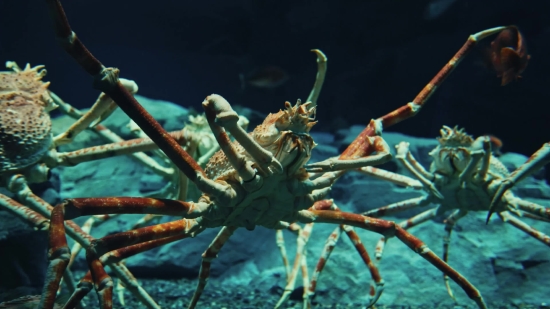 Free Hd Stock Video Download, Spiny Lobster, Lobster, Arthropod, Crustacean, Sea Spider