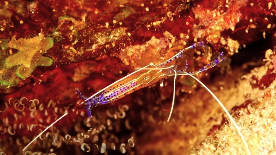 Free Horror Video Clips Download, Sea Slug, Gastropod, Invertebrate, Mollusk, Crustacean