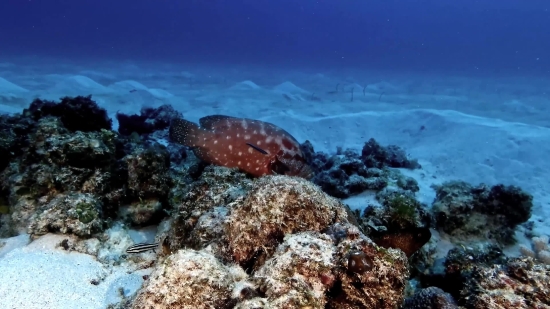 Free Moving Backgrounds For Propresenter, Echinoderm, Sea, Underwater, Invertebrate, Coral