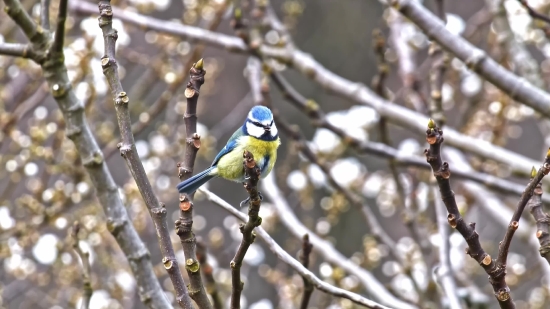 Free Mp4 Videos, Bird, Goldfinch, Finch, Tree, Branch