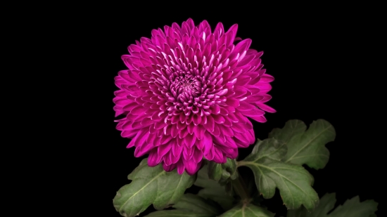 Free Music Video Clips, Pink, Flower, Daisy, Petal, Flora