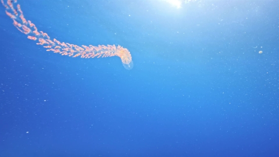 Free Particle Video, Snake, Coelenterate, Water Snake, Water, Sea Snake