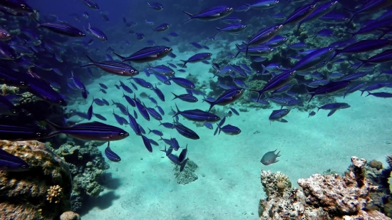 Free Photo And Video Stock, Fish, Reef, Underwater, Sea, Coral