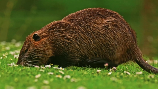 Free Photographs, Beaver, Rodent, Mammal, Fur, Wildlife