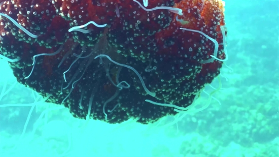 Free Scenery Video Clips, Flatworm, Invertebrate, Worm, Animal, Water