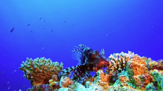 Free Sci Fi Stock Footage, Coral Reef, Reef, Underwater, Ridge, Coral